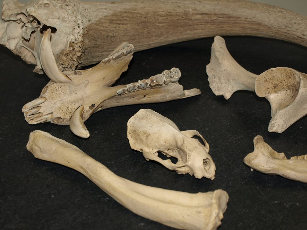 Jagdbeute vor 7000 Jahren: Überreste von Auerochse, Wildschwein, Wildpferd, Fischotter, Biber und Sattelrobbe