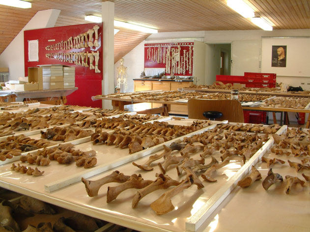 Ein Ausschnitt des heutigen archäozoologischen Arbeitsraumes am ZBSA