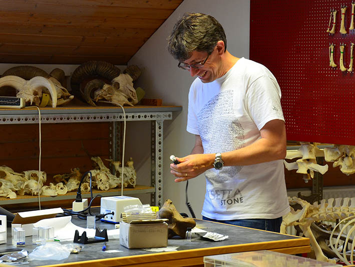 Dr. John Meadows bereitet Knochenpulver für naturwissenschaftliche Untersuchungen vor.