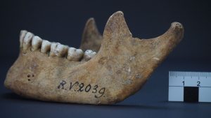 Schädelknochen des Mannes, der vor rund 5000 Jahren in Riņņukalns, Lettland, begraben worden ist. In diesen Knochen hat das Forschungsteam den Pesterreger nachgewiesen. © Dominik Göldner, BGAEU, Berlin