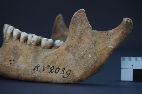 Schädelknochen des Mannes, der vor rund 5000 Jahren in Riņņukalns, Lettland, begraben worden ist. In diesen Knochen hat das Forschungsteam den Pesterreger nachgewiesen. © Dominik Göldner, BGAEU, Berlin